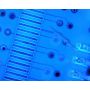 [AM4115-FVT] Dino-Lite Microscopio Digital (USB 2, 1.3MP) UV LED 400nm) - 20-220x thumbnail